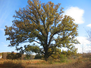 Oak in a grazing environment